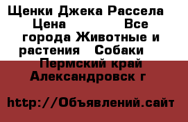 Щенки Джека Рассела › Цена ­ 10 000 - Все города Животные и растения » Собаки   . Пермский край,Александровск г.